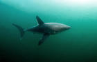 PORTBEAGLE SHARK SWIMMING 