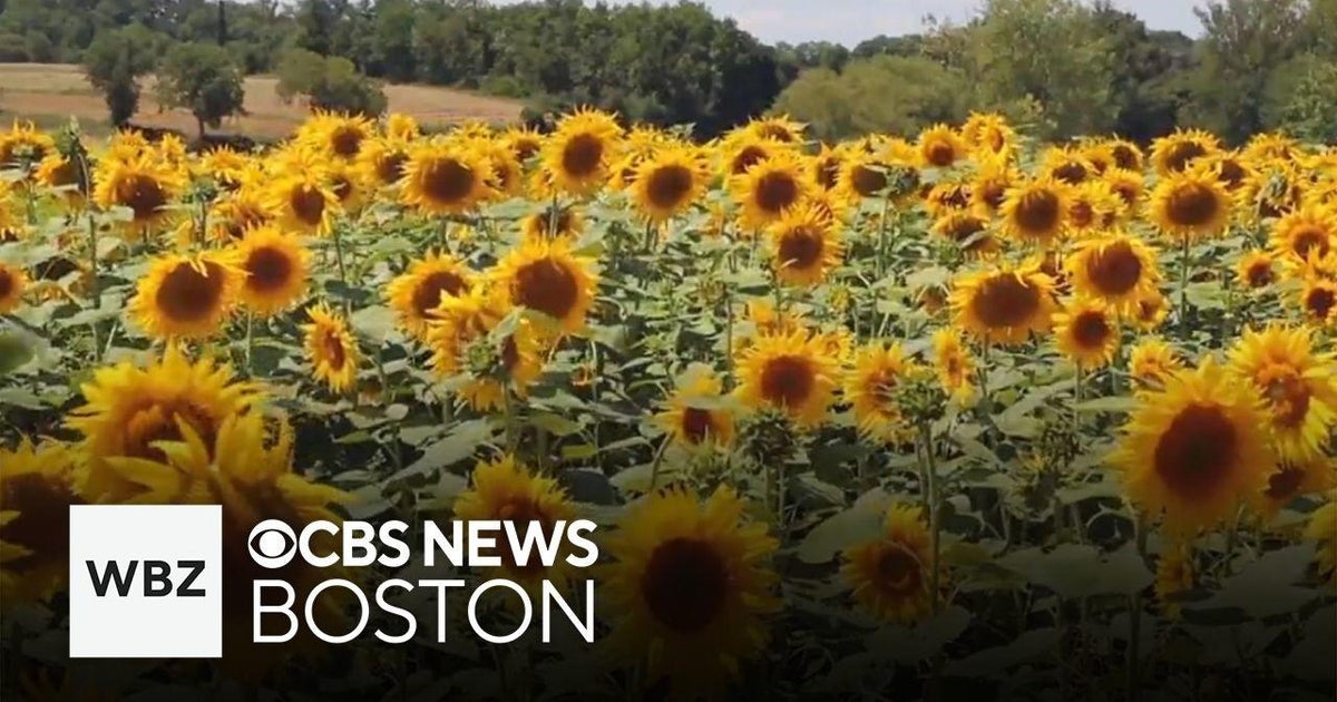 Weekend To Do List: Sunflower, tomato festivals and state fair - CBS Boston