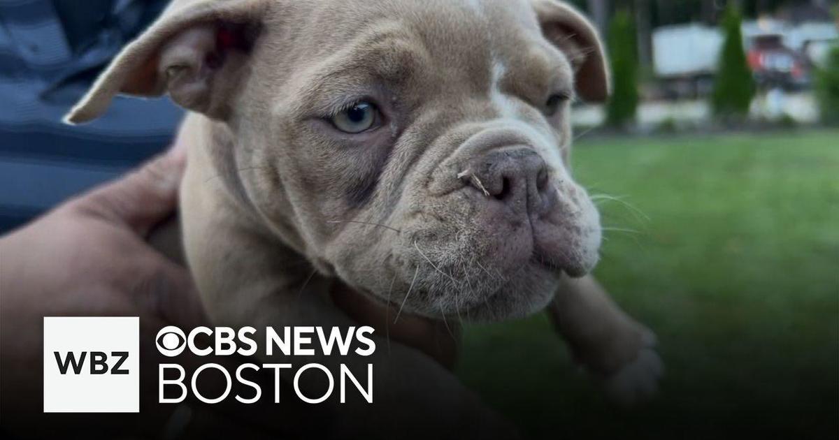 Three Puppies Stolen in Massachusetts Thefts