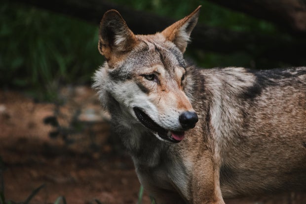 Retrato de lobo indiano na selva (Canis lupus pallipes)
