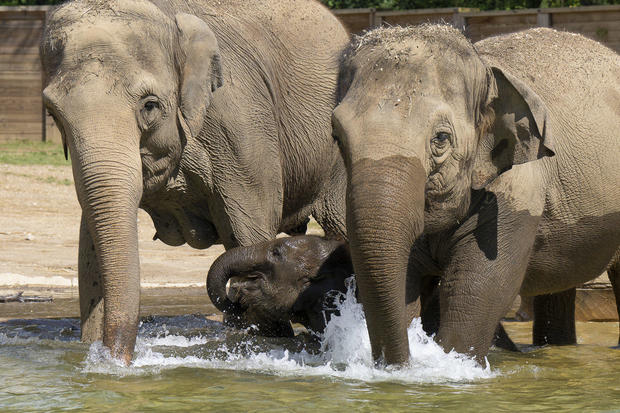 asian-elephant-frankie-phoebe-and-sunny-01894-amanda-carberry-columbus-zoo-and-aquarium.jpg 