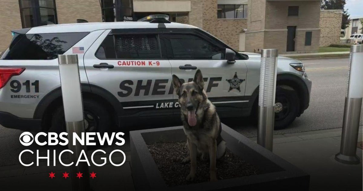 Lake County K9 helps arrest battery suspect - CBS Chicago