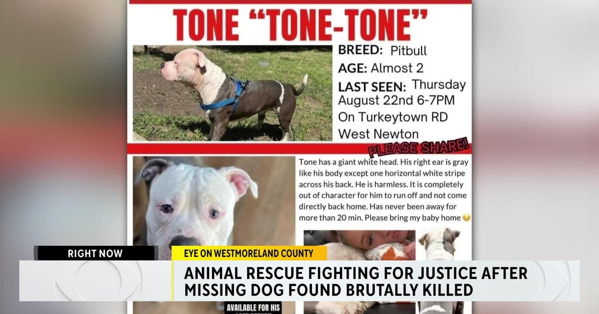 Animal rescue fighting for justice after missing dog found brutally ...