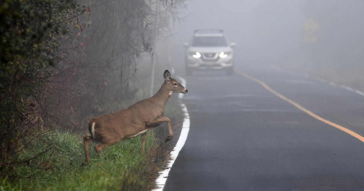 Deer-Related Motorcycle Crashes Injure Riders