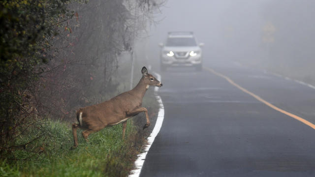 White Tailed Deer doe on road in fog 