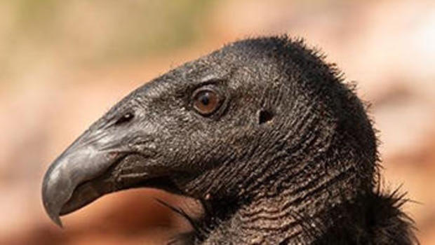 california-condor.jpg 