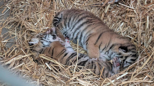 cubs-sleeping.jpg 