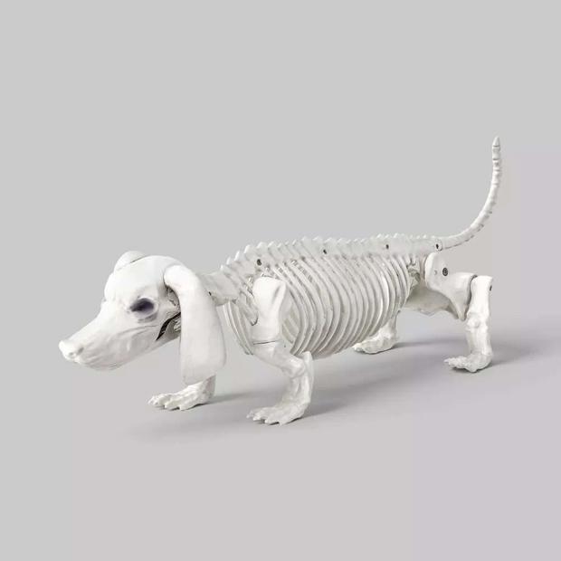 Dachshund skeleton 