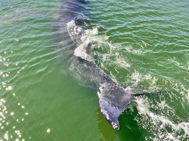 humpback whale 