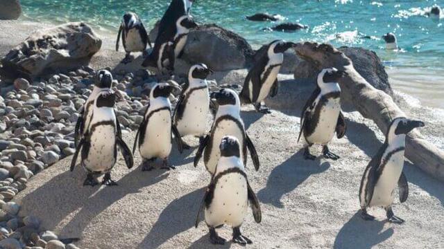 African Penguins Conservation Area In Cape Town 