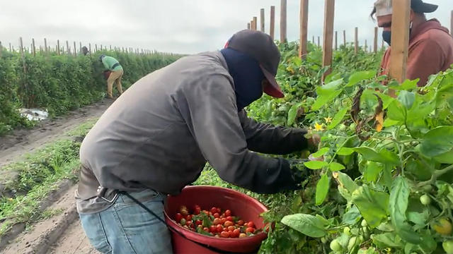 growers-1920.jpg 