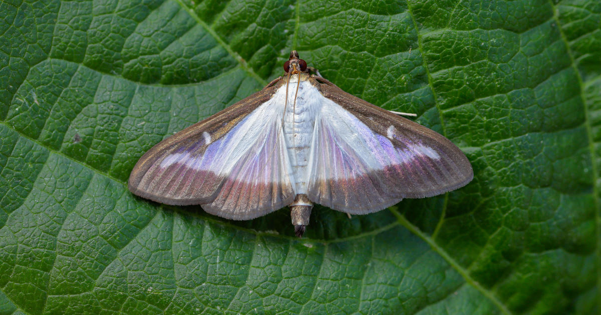 New ‘extremely destructive’ invasive moth discovered for the first time in Pennsylvania