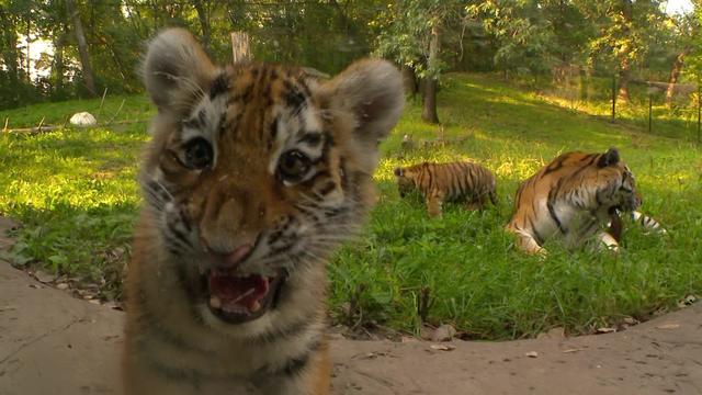 5p-vo-mn-zoo-tiger-cubs-wcco64bl.jpg 