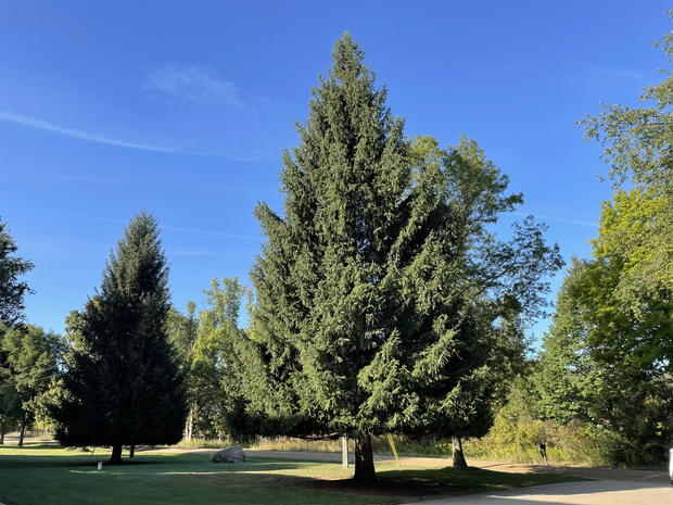 2024-state-of-michigan-christmas-tree.jpg 