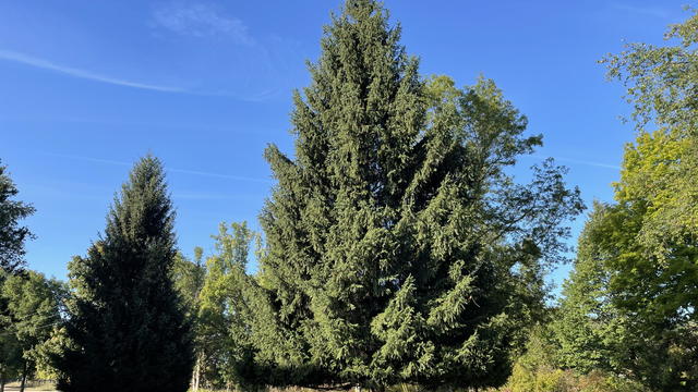 2024-state-of-michigan-christmas-tree.jpg 