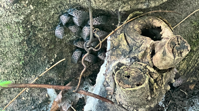 Spotted lanternfly on maple tree 