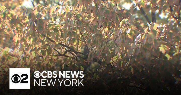 CBS News New York has your fall foliage forecast - CBS New York