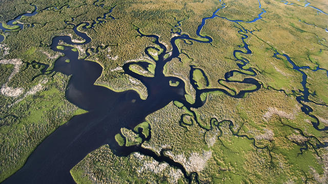 Aerial view of Florida Everglades 