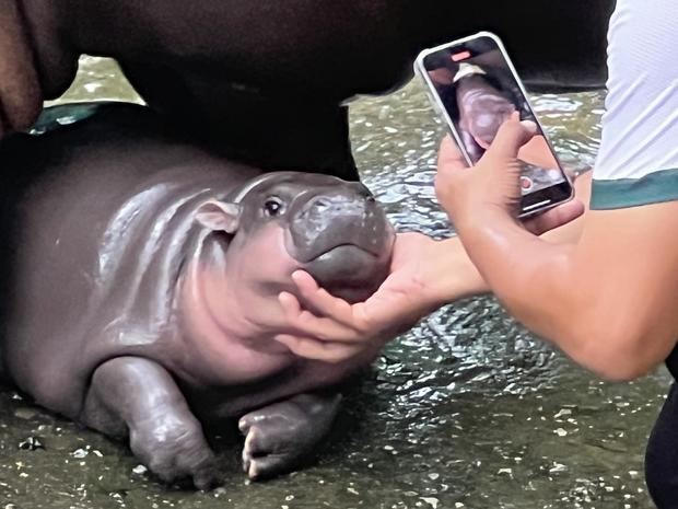 Dwarf hippopotamus "Moo Deng" in Thailand 