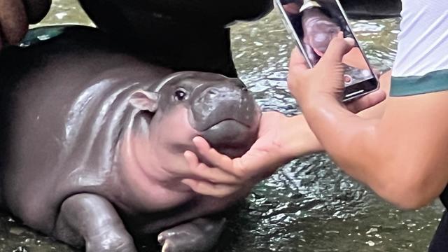 Dwarf hippopotamus "Moo Deng" in Thailand 