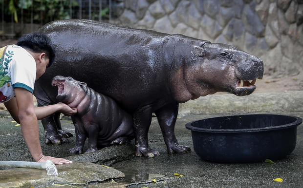 A zoo worker plays with a female dwarf hippopotamus named " 