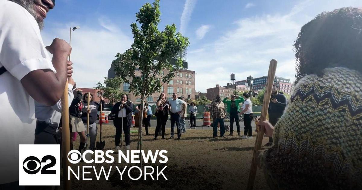 South Bronx needs more trees, borough leaders say - CBS New York