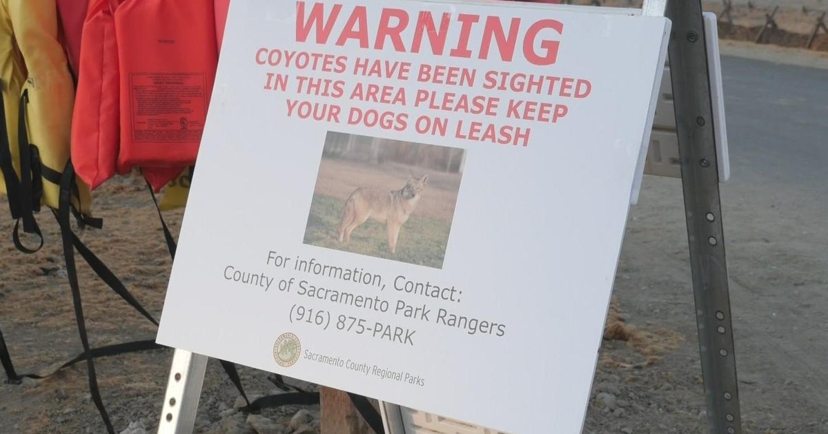 Coyote attacks on dogs reported along American River Parkway