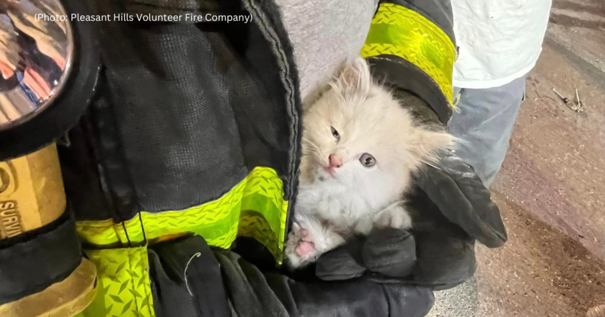 Kitten rescued from car’s engine compartment at Pleasant Hills shopping center