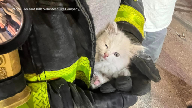 kdka-kitten-rescued-pleasant-hills.png 