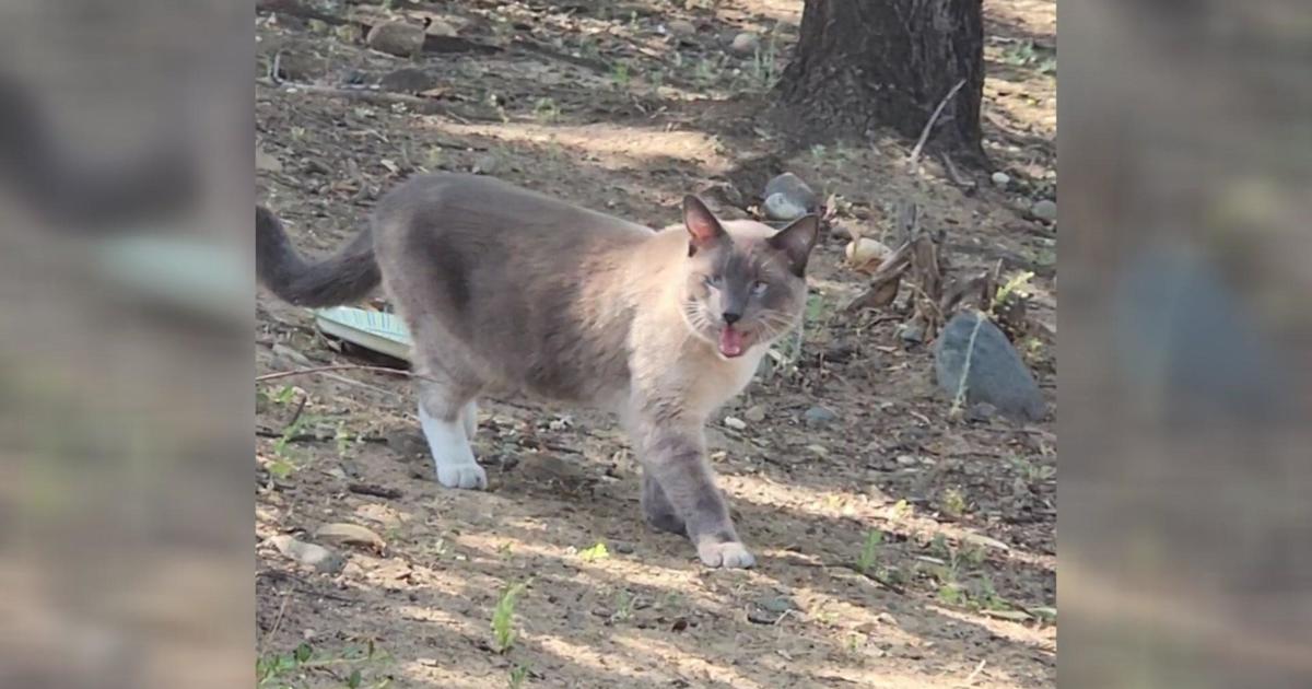 Lost cat makes miraculous journey home from Yellowstone to California