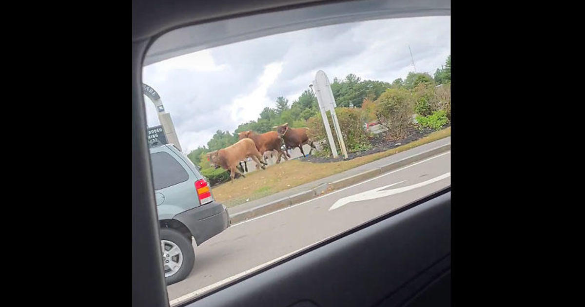 Videos show bulls escape from rodeo at Massachusetts mall