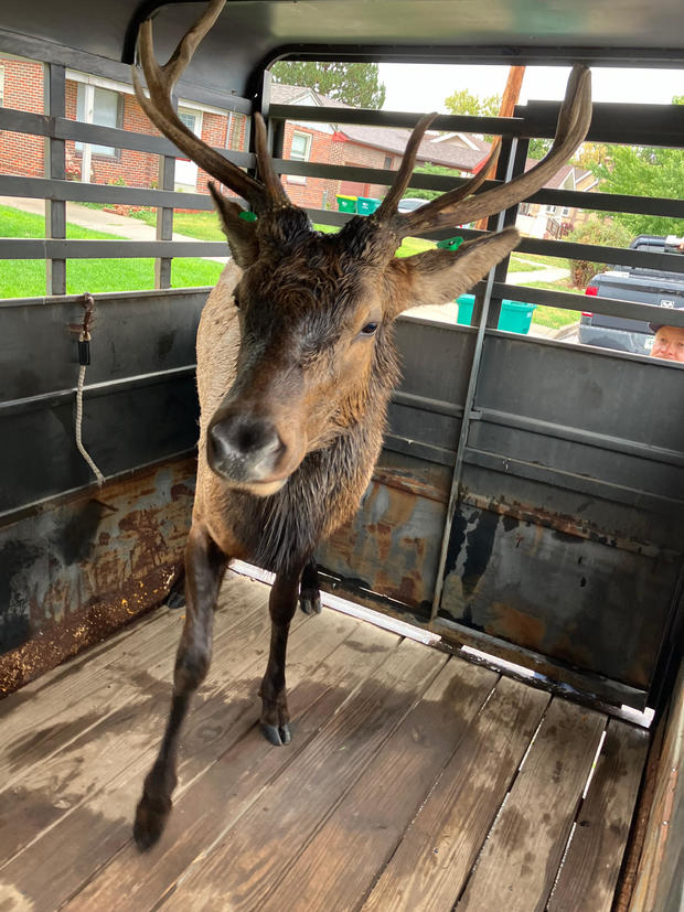 elk-relocated-englewood.jpg 