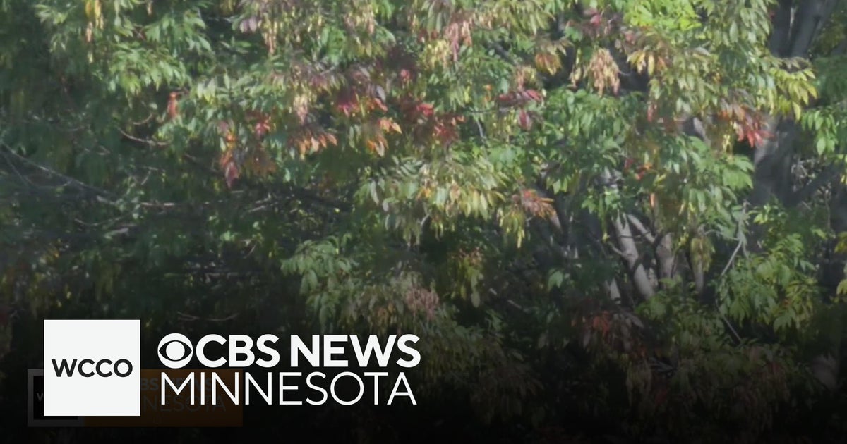 Though it feels like fall, the leaves are still green. Here's what will ...