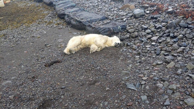 Iceland Polar Bear Shot 