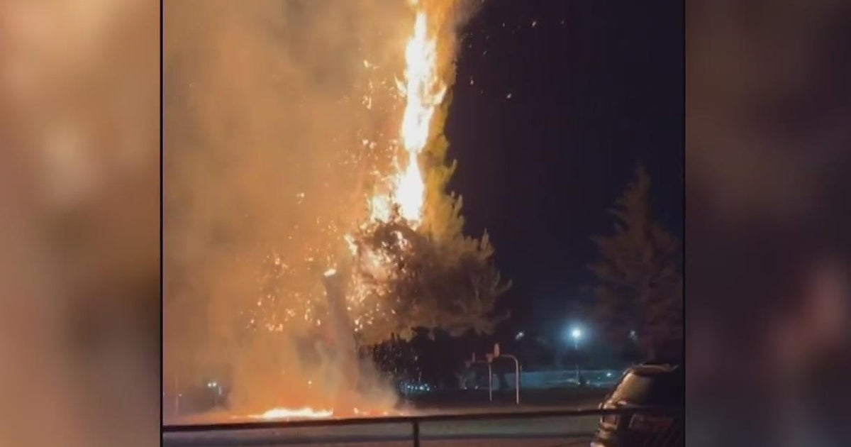 Massive illegal fireworks show causes 3 trees to catch fire in Stockton park