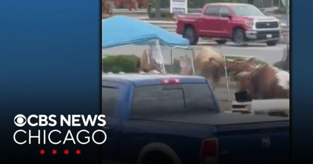 Bulls run loose after escaping from rodeo - CBS Chicago