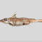 New species of ghost shark discovered living deep in the Pacific Ocean