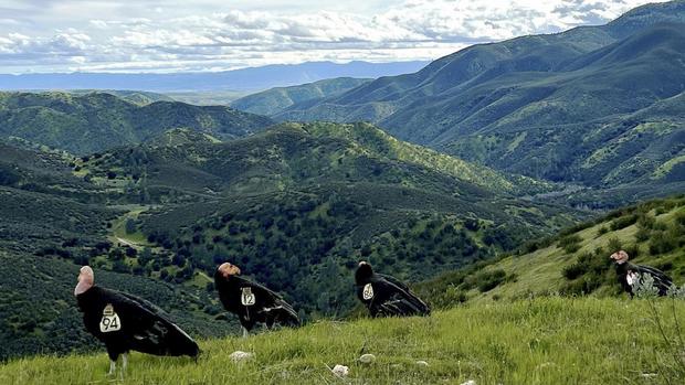 California condors 