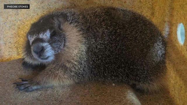 yosemite marmot in pollock pines 