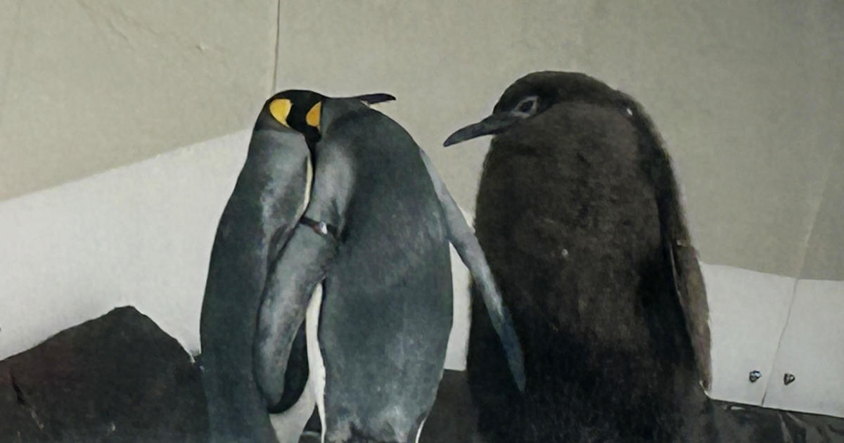 Meet Pesto the Penguin, Australia’s just about 50-pound child penguin shooting hearts international with its hefty fluff