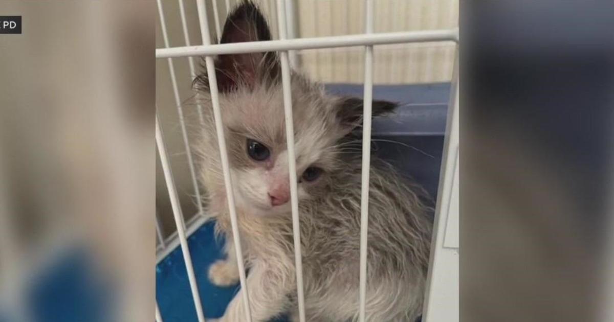 Dozens of mistreated cats find new home after being rescued from Irvine breeder