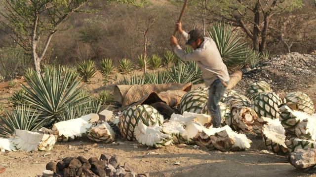 Harvesting agave 