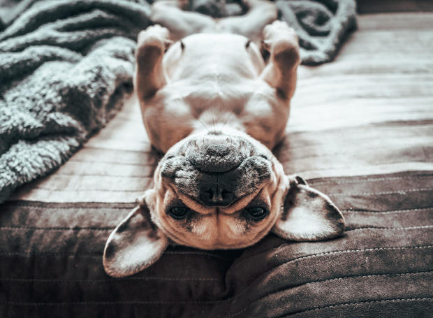 Frenchie life,High angle view of french bullpurebred bulldog relaxing on bed at home 