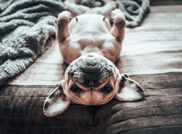 Frenchie life,High angle view of french bullpurebred bulldog relaxing on bed at home