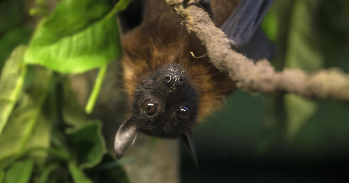 Minnesotan dies after exposure to rabies from bats, health officials say