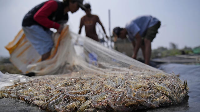 Shrimp Industry Exploitation 