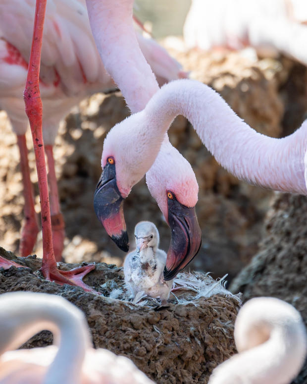 Same-sex foster parents raising flamingo chick at San Diego Zoo