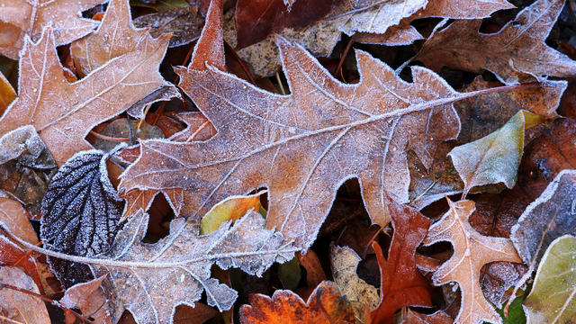 Frosty red oak leaf close up 