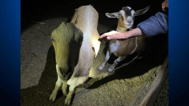 Nacho and Atlas Stolen Goats 