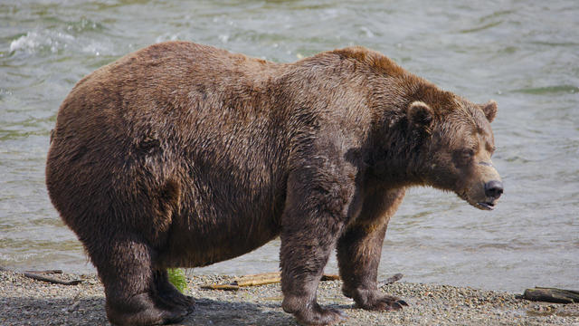 Alaska Fat Bear Week 